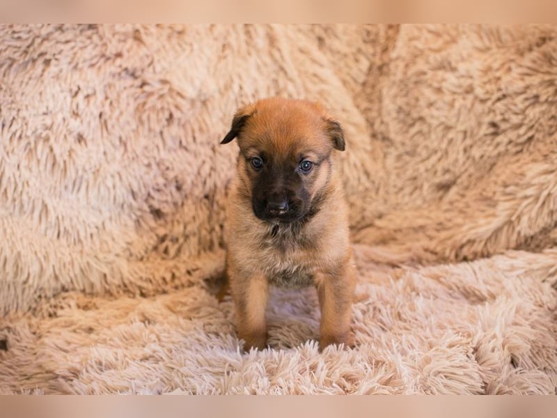 Welpe DUPLO - ich wünsche mir eine Familie, die mich liebt und nie mehr alleine lässt!