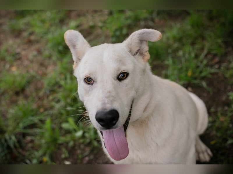 PAULO - der verspielte und zugängliche Hundemann freut sich auf sein eigenes Zuhause!