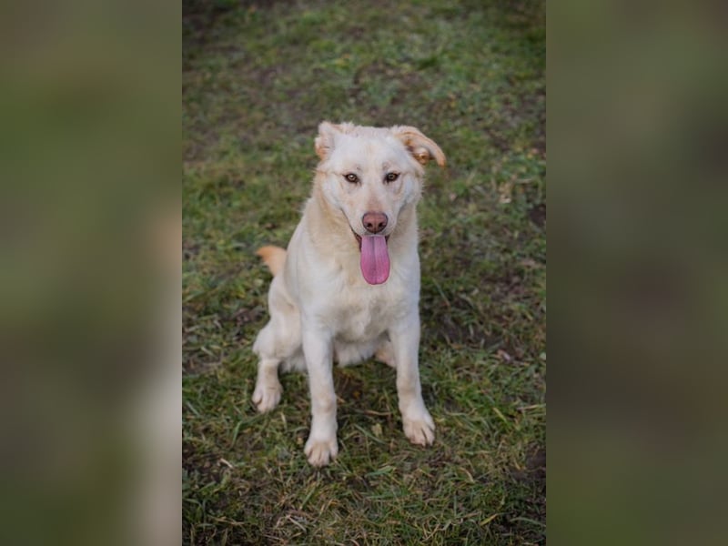 Chip-Nr. 254082  - das hübsche Mädchen wartet sehnsüchtig auf ein eigenes Für-Immer Zuhause