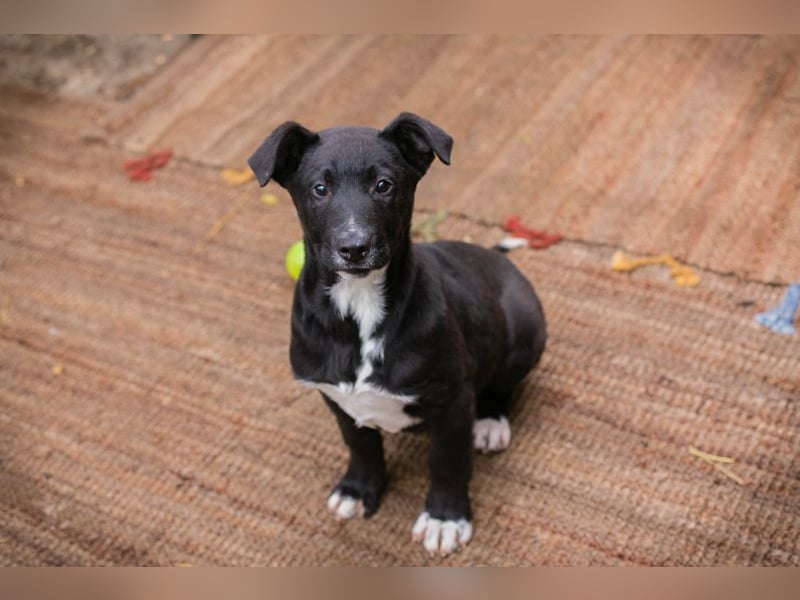 Welpe JIMMY - wenn ich groß bin möchte ich ein richtiger Familienhund sein!