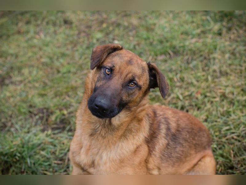MICHAEL - der aufmerksame Rüde möchte gerne ein Teil DEINER Familie sein!