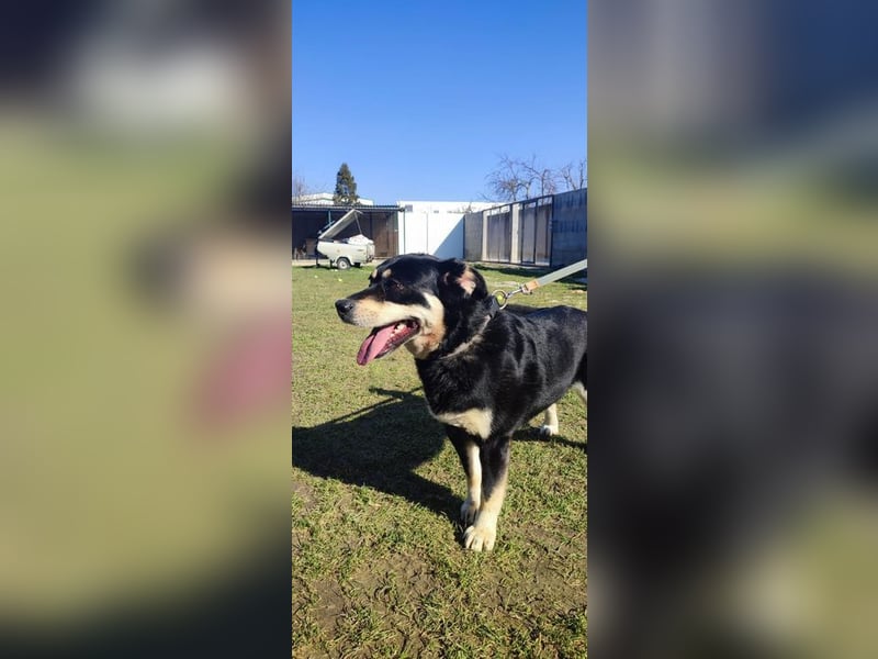 Internes Zuordnungsmerkmal 13L - ich suche einen tollen Namen und ein eigenes Zuhause!