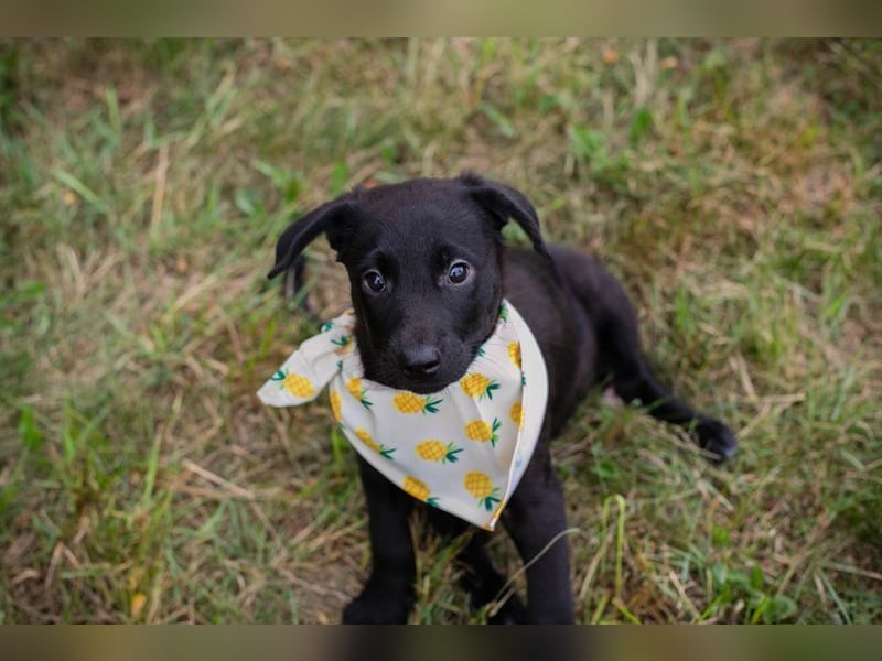 Welpe Chip-Nummer 269791 - die süße Hündin freut sich auf ein eigenes liebevolles Zuhause