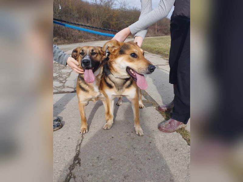 EMA + BOJAR - die Beiden lieben sich sehr, daher werden sie nur im Doppelpack vermittelt