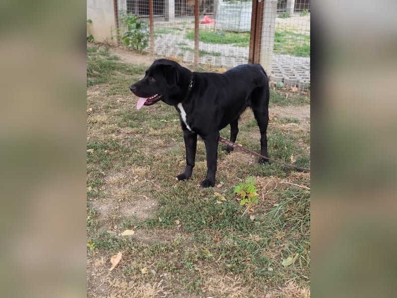 HARIBO - wer zeigt dem tollen Typ, wie schön ein Hundeleben sein kann?