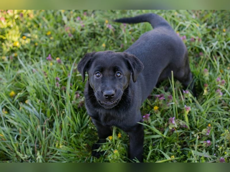 Welpe Chip-Nr. 267753 - wer schenkt mir sein Herz und ein Für-Immer Zuhause?