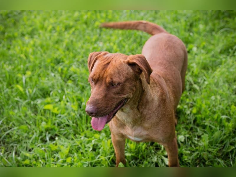 ELLI - die freundliche und fröhliche Hündin wünscht sich Menschen, die ihr Aufmerksamkeit schenken