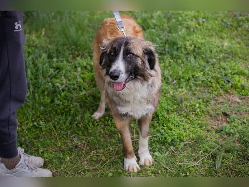 BALU - der brave, liebevolle Rüde sucht DRINGEND ein tolles Für-Immer Zuhause!!!