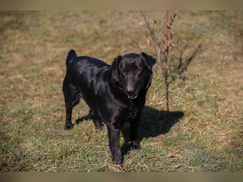 INGMAR - der brave, menschenbezogene und lernwillige Rüde sucht seine Menschen