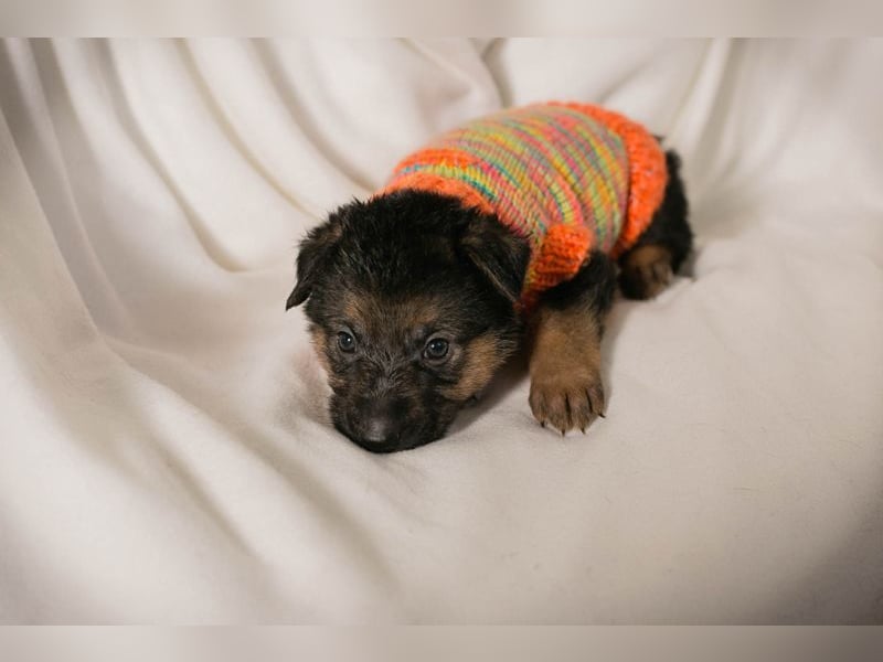 Welpe BUENO - wenn ich groß bin möchte ich eine richtige Familienhündin sein!