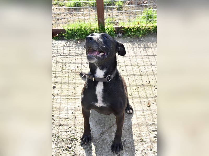 LOLKA - die sportliche, liebe Seniorin sucht eine konsequente Familie ohne Kleintiere