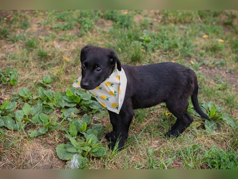 Welpe Chip-Nummer 269791 - die süße Hündin freut sich auf ein eigenes liebevolles Zuhause