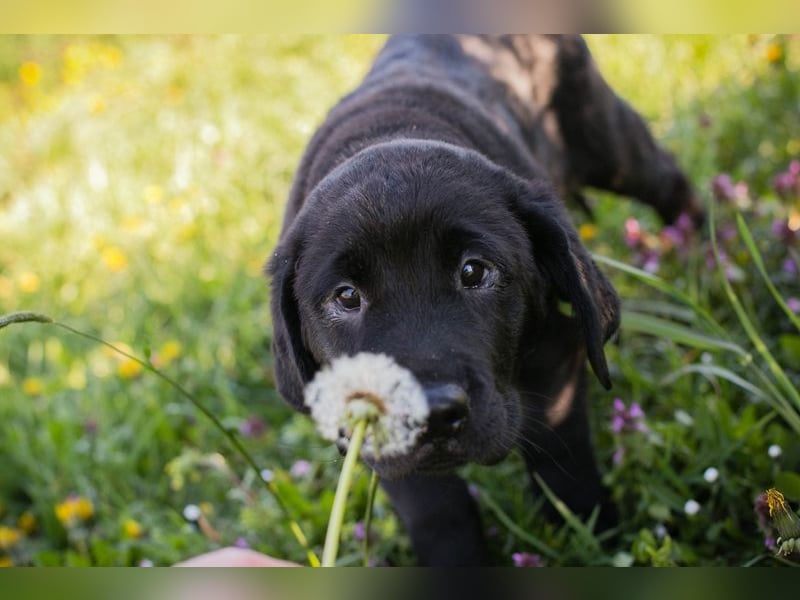 Welpe Chip-Nr. 256531 - ich freue mich darauf, mit meinen Menschen die Welt zu entdecken!