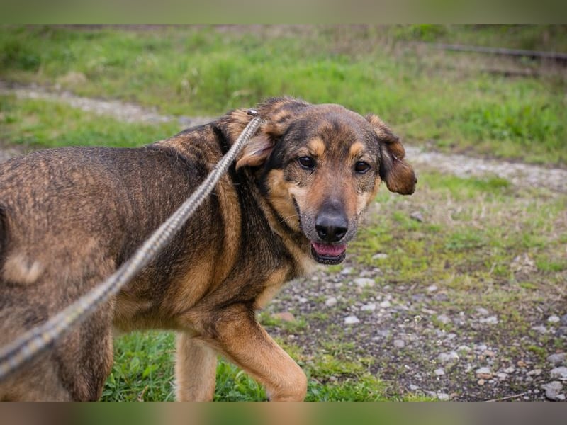 SANAJ - der liebe Rüde mit dem treuen Blick sucht sein Für-Immer Zuhause