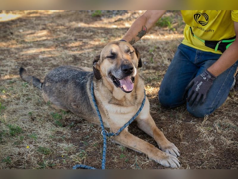 AMIRO - wer zeigt dem hübschen, kräftigen Jungen wie ein tolles Hundeleben aussieht?