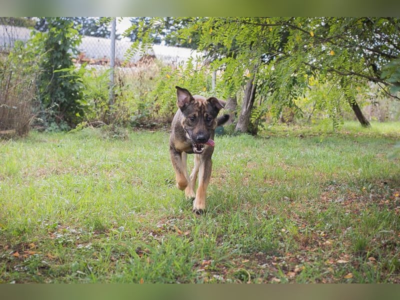 DOBBY - der aktive und verspielte Rüde möchte mit seinen Menschen spielen, toben, lernen..