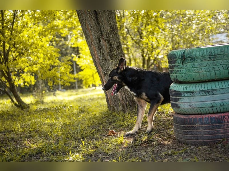 DUSTER - der menschenbezogene und höfliche Rüde ist zurückhaltend und lernt schnell
