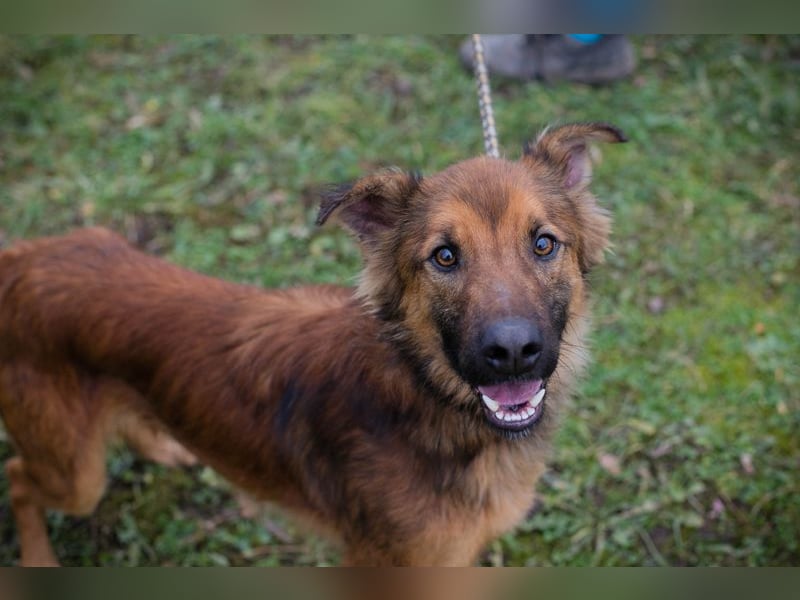 ANDREAS - der aktive und verspielte, liebe Hundemann sucht ein tolles Für-Immer Zuhause!