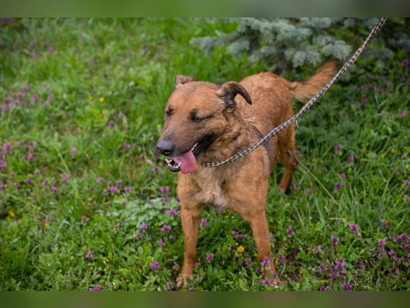 GABI - die liebe, aufgeschlossene Hündin träumt von einem liebevollen Für-Immer Zuhause