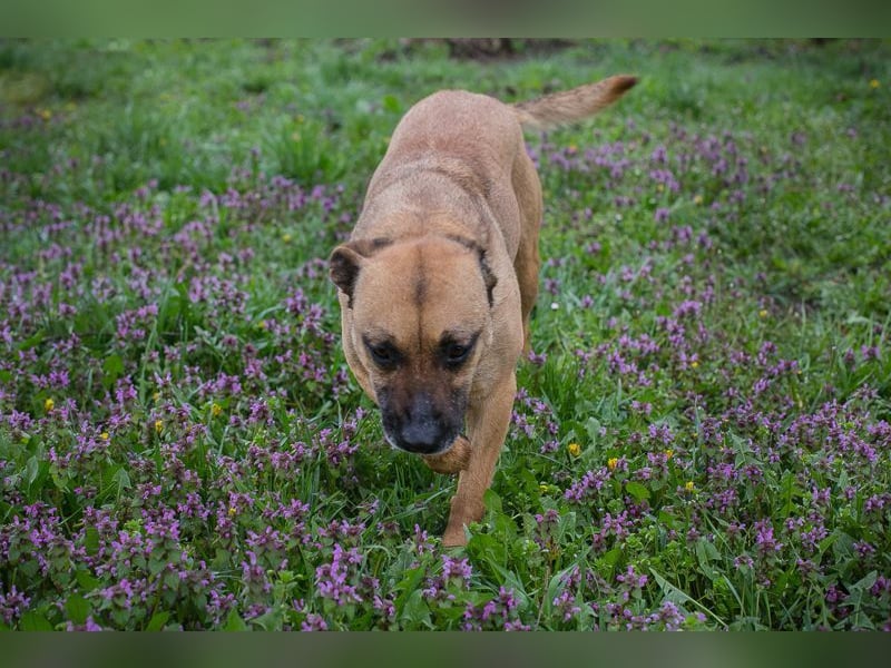 BERTA - neugieriger Balljunkie mit kleinem Handicap sucht Menschen mit Hundeerfahrung