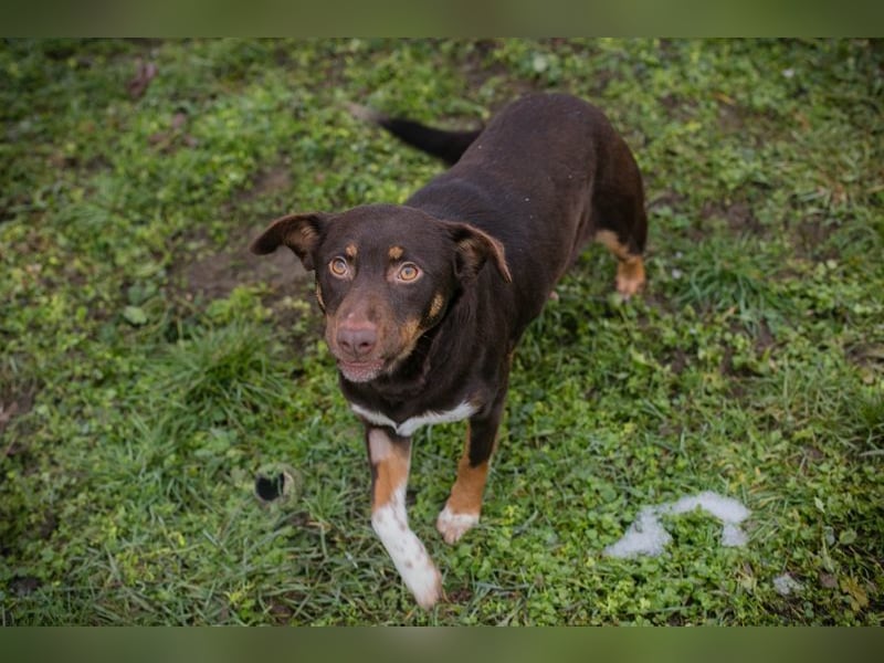 FREYA - zeigst du mir, wie ein liebevolles und glückliches Hundeleben aussieht?
