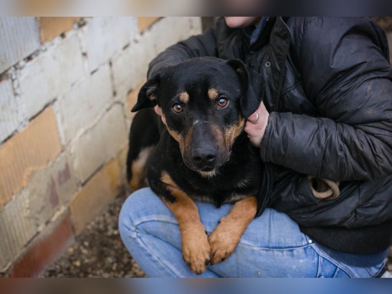 MARLEY - ich bin noch etwas zurückhaltend und suche eine liebevolle, geduldige Familie!