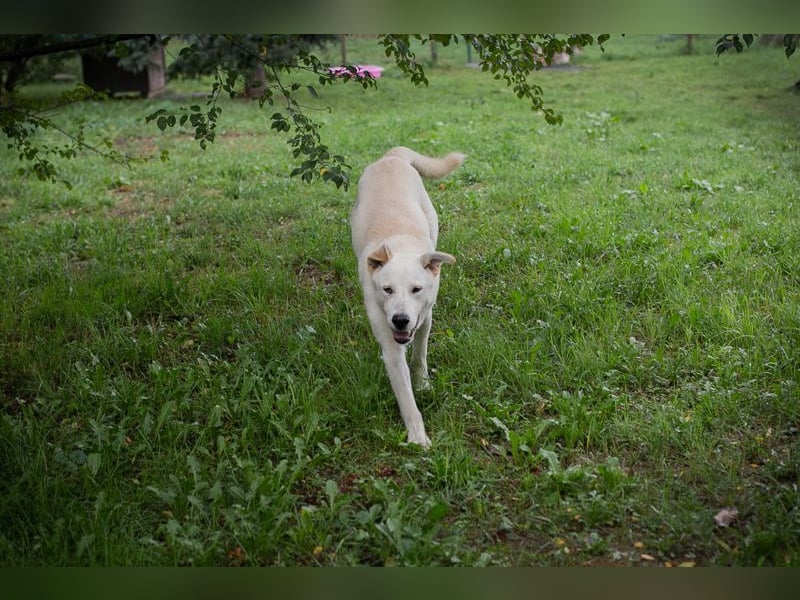 PAULO - der verspielte und zugängliche Hundemann freut sich auf sein eigenes Zuhause!