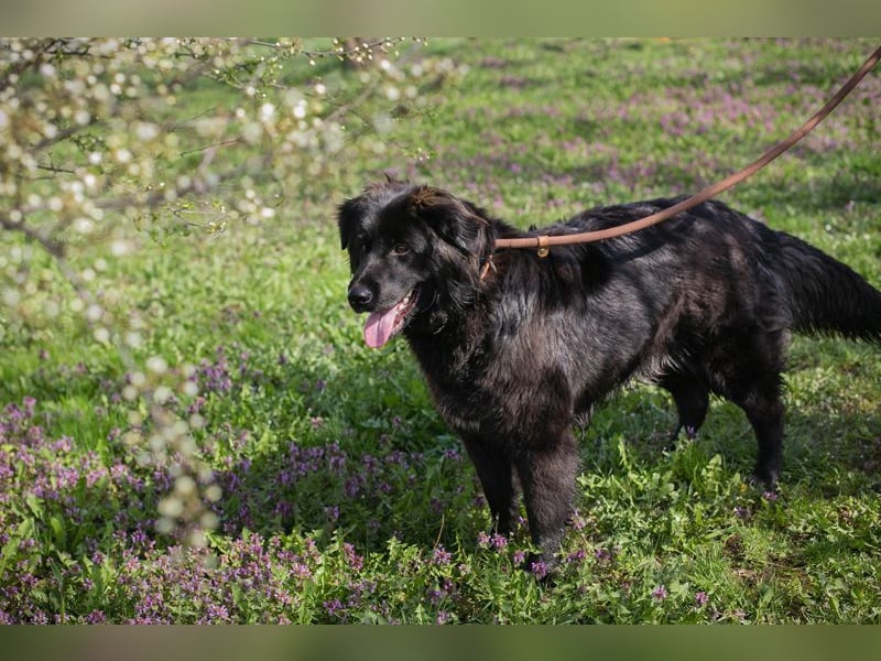 Chip-Nr. 270037 - ich wünsche mir eine Familie die mich liebt und mich nie mehr alleine lässt