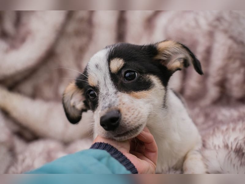 Welpe Chip-Nr. 253319 - die kleine Maus wartet sehnsüchtig auf eine eigene Familie!