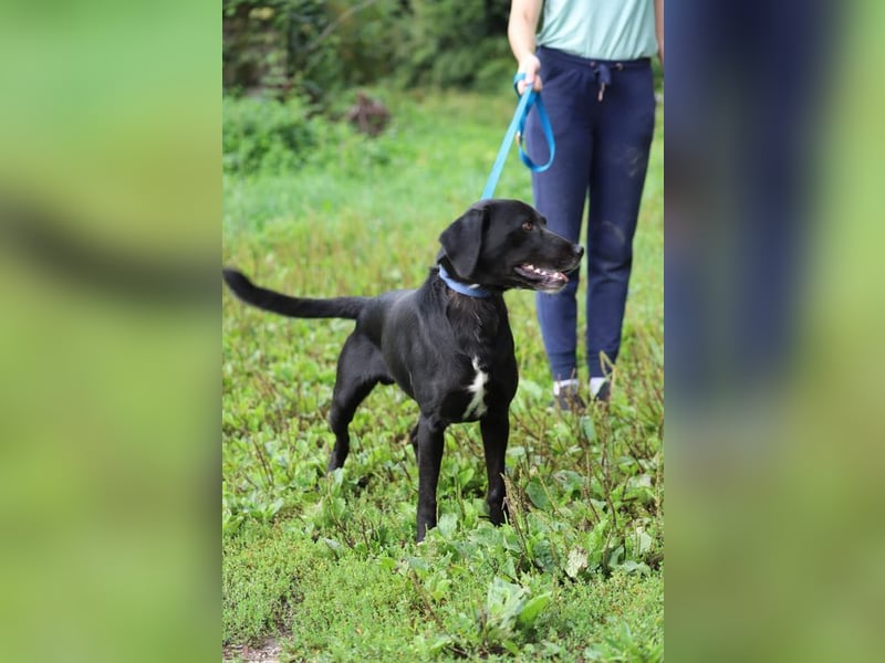 KALLE - der freundliche, verspielte und aktive Rüde sucht eine unternehmungslustige Familie!