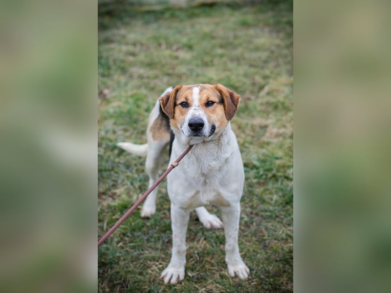 TOTO - der große und aktive Junghund möchte mit seinen Menschen die Welt entdecken!