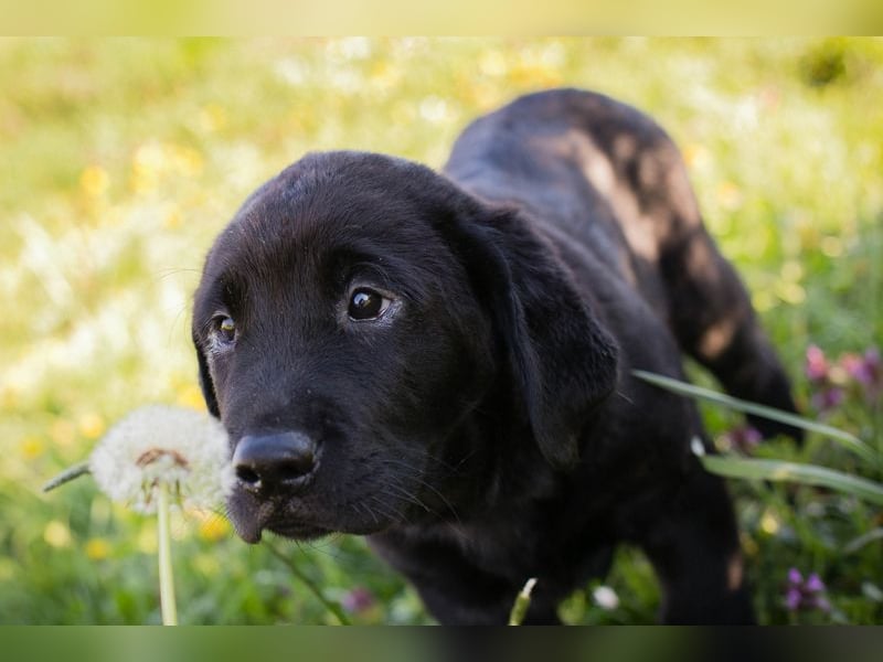 Welpe Chip-Nr. 256531 - ich freue mich darauf, mit meinen Menschen die Welt zu entdecken!