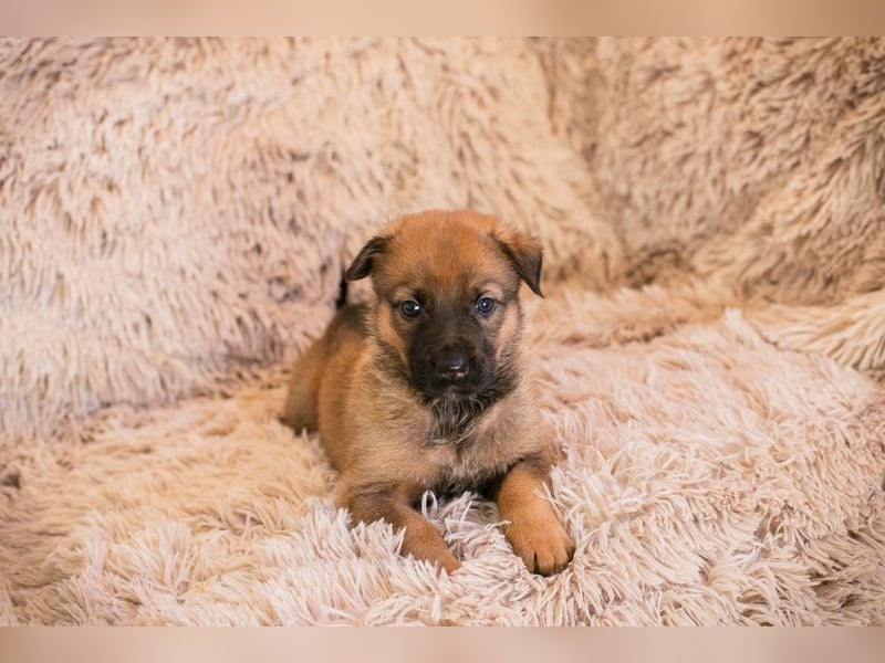 Welpe DUPLO - ich wünsche mir eine Familie, die mich liebt und nie mehr alleine lässt!