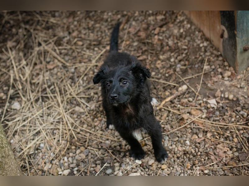 Welpe Chip-Nr. 271729 - das süße Mädel bringt ein große Portion Leben und Frohsinn in ihr Zuhause!