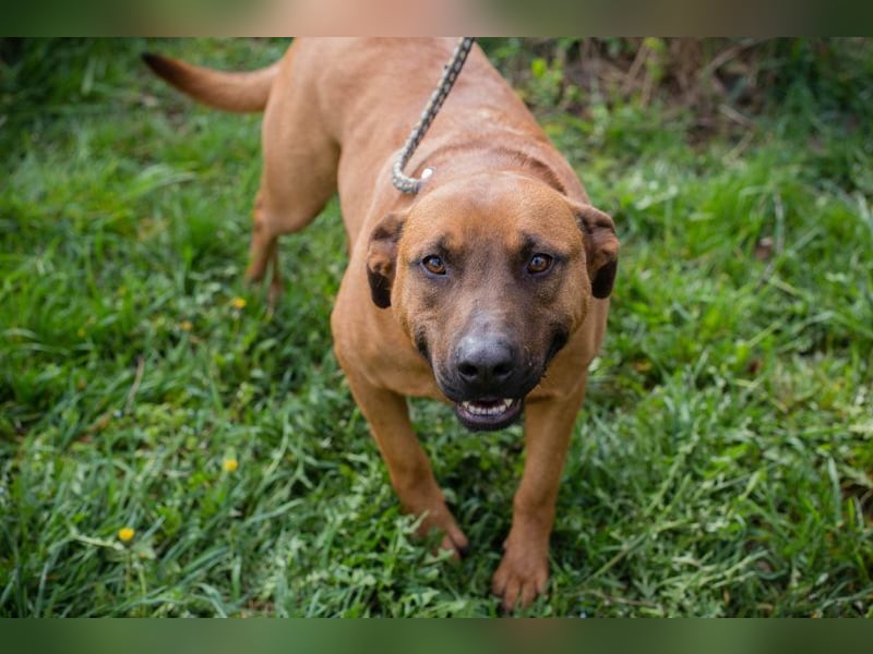 SPIKE II - wer schenkt mir sein Herz und ein tolles Für-Immer Zuhause?
