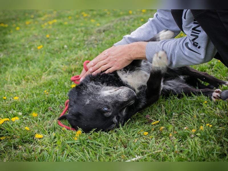 ROLFI - der liebe und zugängliche ältere Rüde sucht ein tolles Zuhause