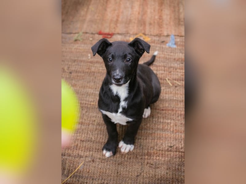 Welpe JIMMY - wenn ich groß bin möchte ich ein richtiger Familienhund sein!