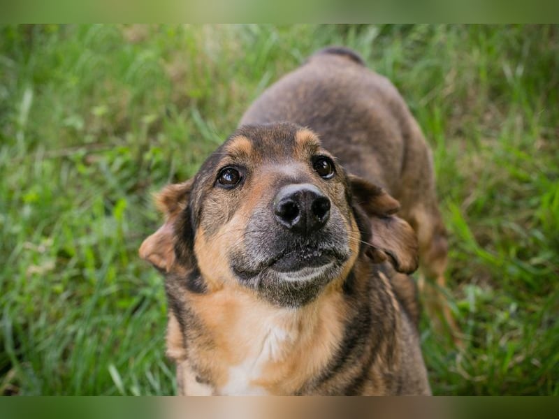SANAJ - der liebe Rüde mit dem treuen Blick sucht sein Für-Immer Zuhause