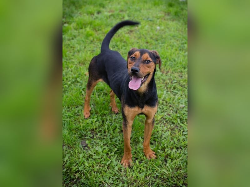 RICO - der aktive und lernwillige Rüde sucht eine unternehmungslustige Familie