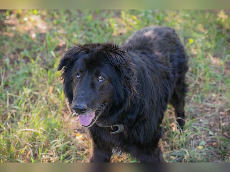 GÜNNI - der brave Senior möchte geliebt und umsorgt werden...