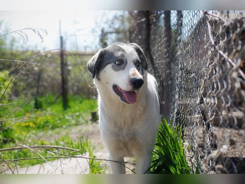 FLY - die nette und aufgeschlossene Hündin liebt Menschen und andere Hunde