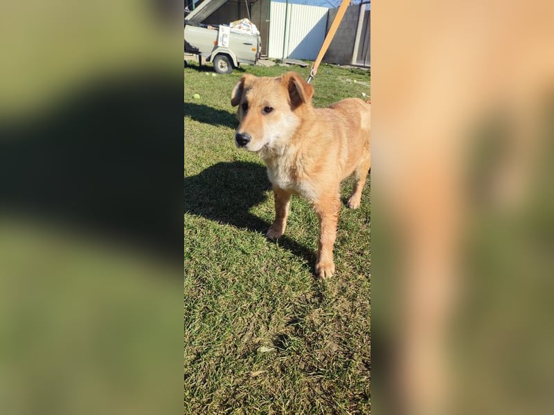 Internes Zuordnungsmerkmal 14L - das liebe, hübsche und dankbare Mädchen träumt von einem Zuhause!