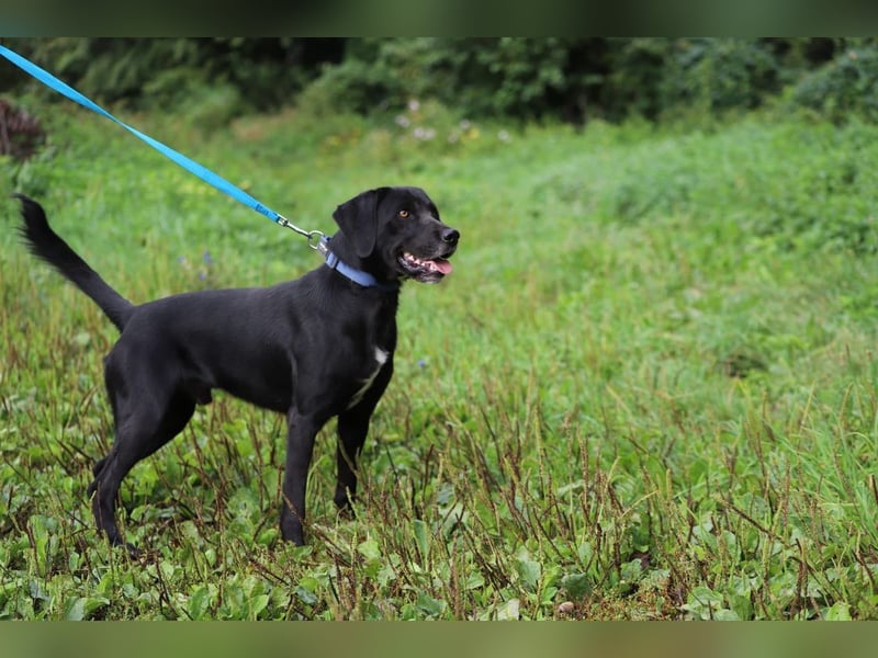 KALLE - der freundliche, verspielte und aktive Rüde sucht eine unternehmungslustige Familie!