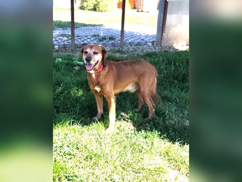 TOBI - der menschenbezogene Rüde ist im Tierheim sehr traurig und sucht ein liebes Zuhause...