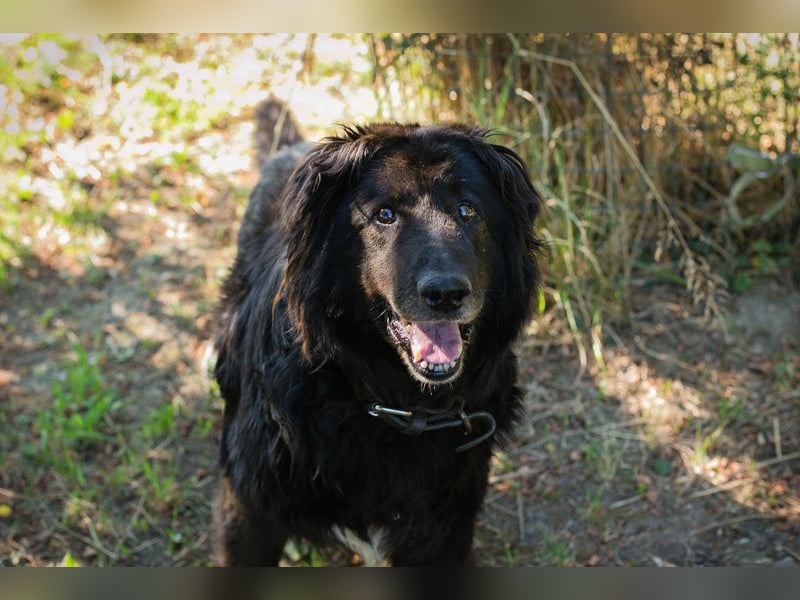 GÜNNI - der brave Senior möchte geliebt und umsorgt werden...