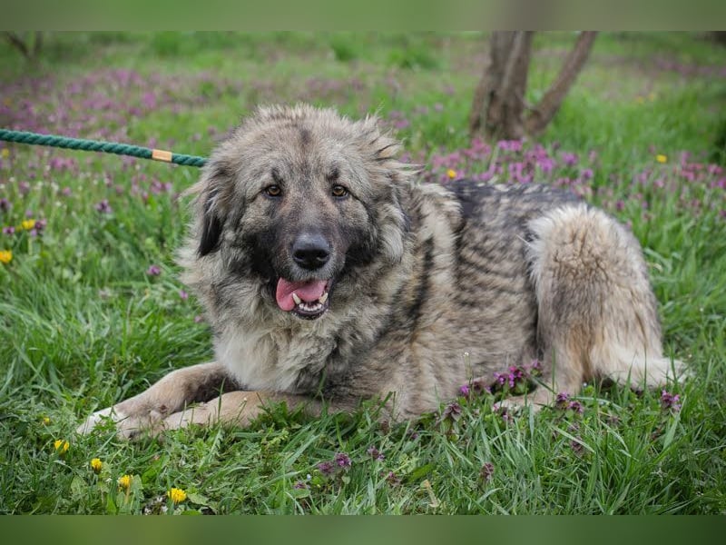 SKADI - die fröhliche und brave Hündin sucht ein tolles Für-Immer Zuhause!