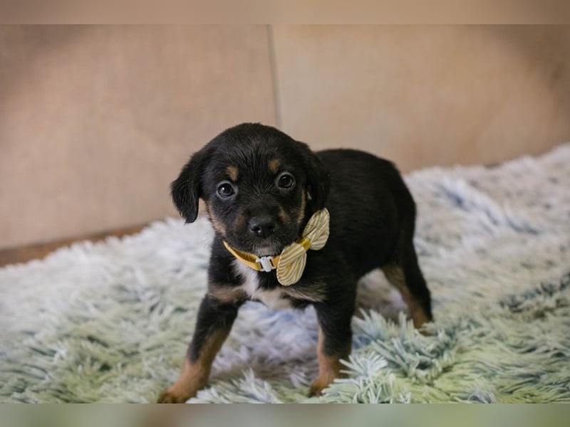 Welpe BELLA - ich möchte so gerne ein Teil deiner Familie sein!