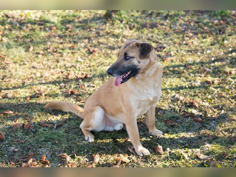 BOFUR - ich bin menschenbezogen, aktiv, leinenführig und suche eine unternehmungslustige Familie