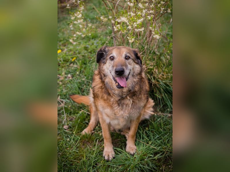 MICK - der liebe und neugierige Senior möchte in Ruhe bei seiner Familie ankommen