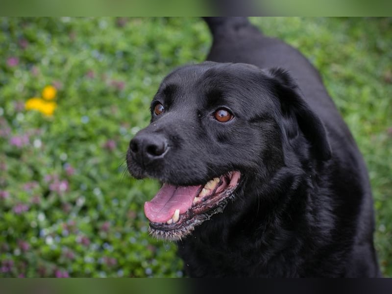 MADDOX - der aktive, gut gelaunte, starke Rüde liebt Menschen + hat keine Probleme mit Artgenossen